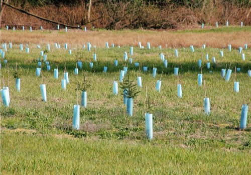 Ongoing tree planting